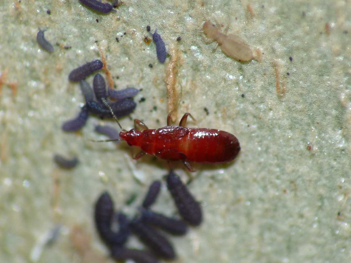 Anthocoris minki?